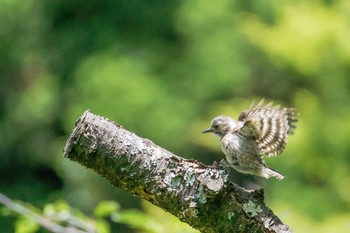 コゲラ 京都府立植物園 2017年5月26日(金)