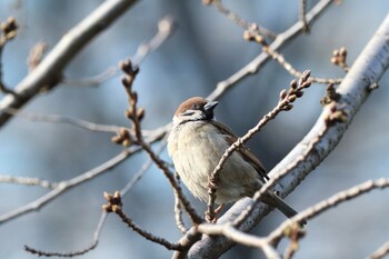 Eurasian Tree Sparrow 檜町公園(東京ミッドタウン) Sat, 3/5/2022