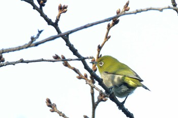 Warbling White-eye 檜町公園(東京ミッドタウン) Sat, 3/5/2022