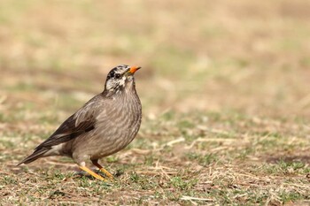 White-cheeked Starling 檜町公園(東京ミッドタウン) Sat, 3/5/2022