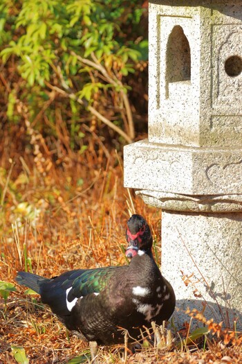 Muscovy Duck 檜町公園(東京ミッドタウン) Sat, 3/5/2022