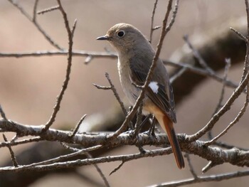 Daurian Redstart 皆野町 Sat, 3/5/2022