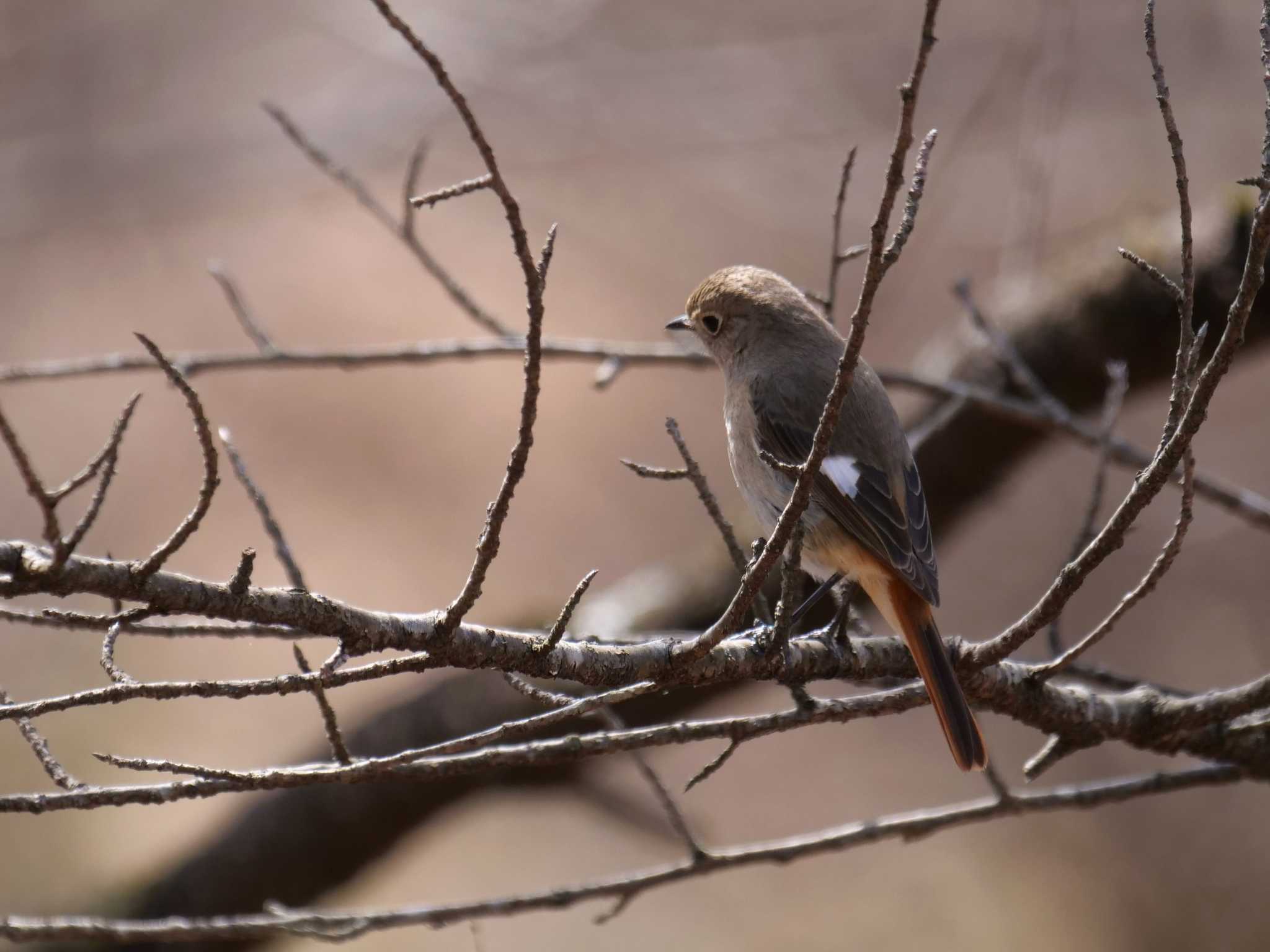 明るい未来・・ by little birds