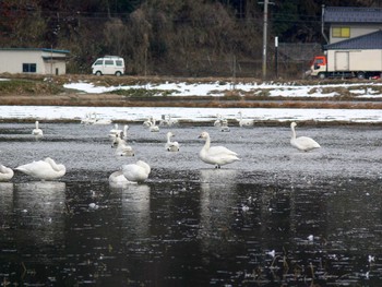 コハクチョウ 兵庫県豊岡市 2006年2月18日(土)