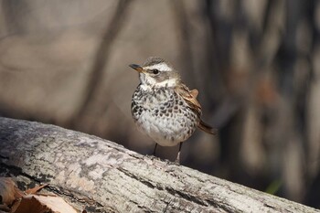 ツグミ 昭和記念公園 2022年2月23日(水)