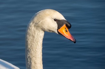 Mute Swan Akashi Park Tue, 1/1/2013