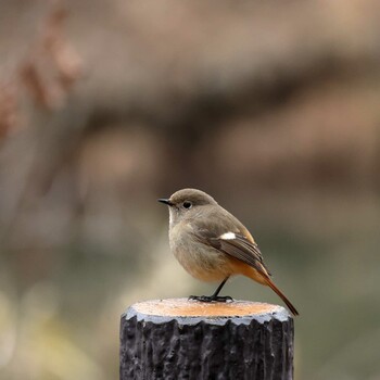 Daurian Redstart 町田市 Tue, 3/15/2022