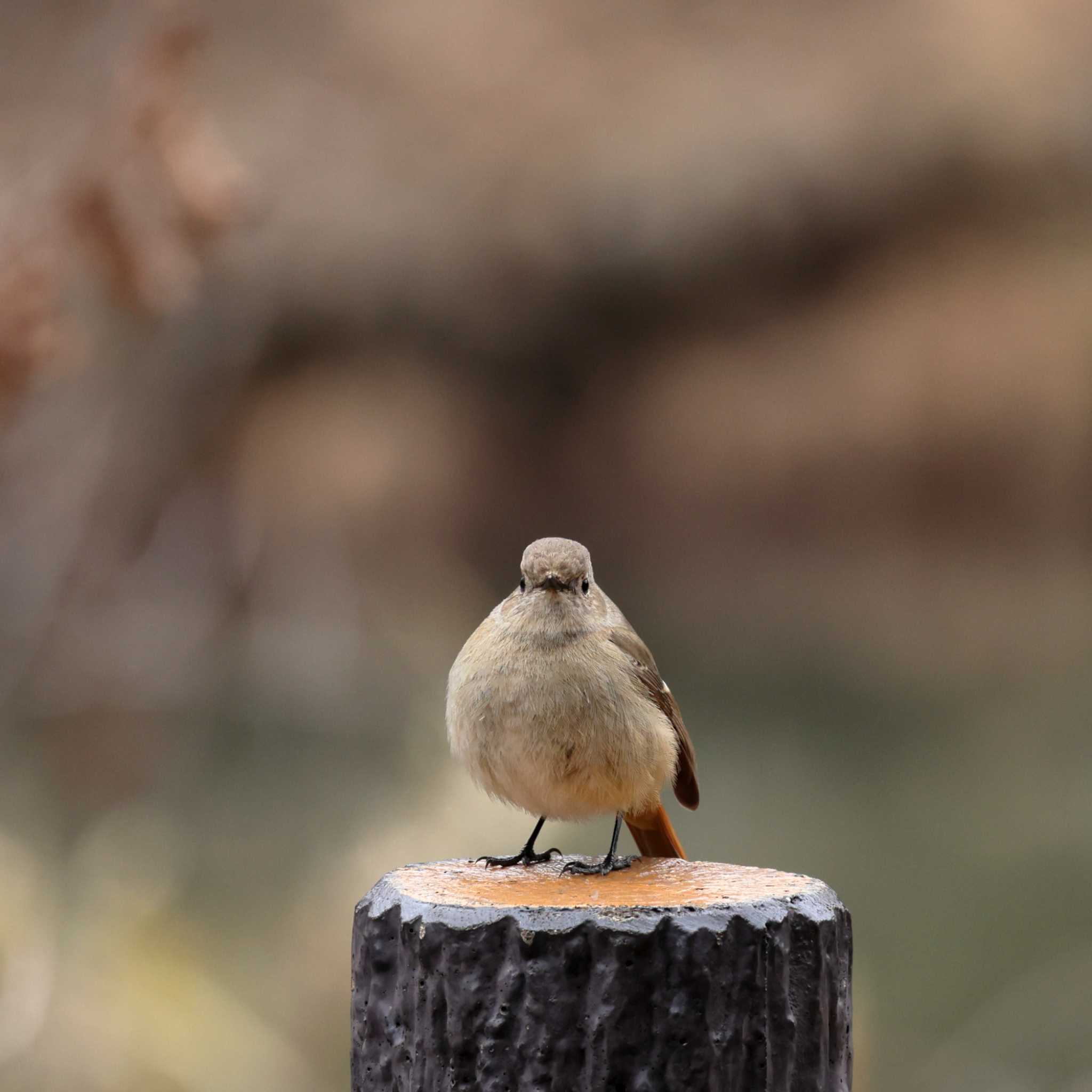 Photo of Daurian Redstart at 町田市 by Picard T