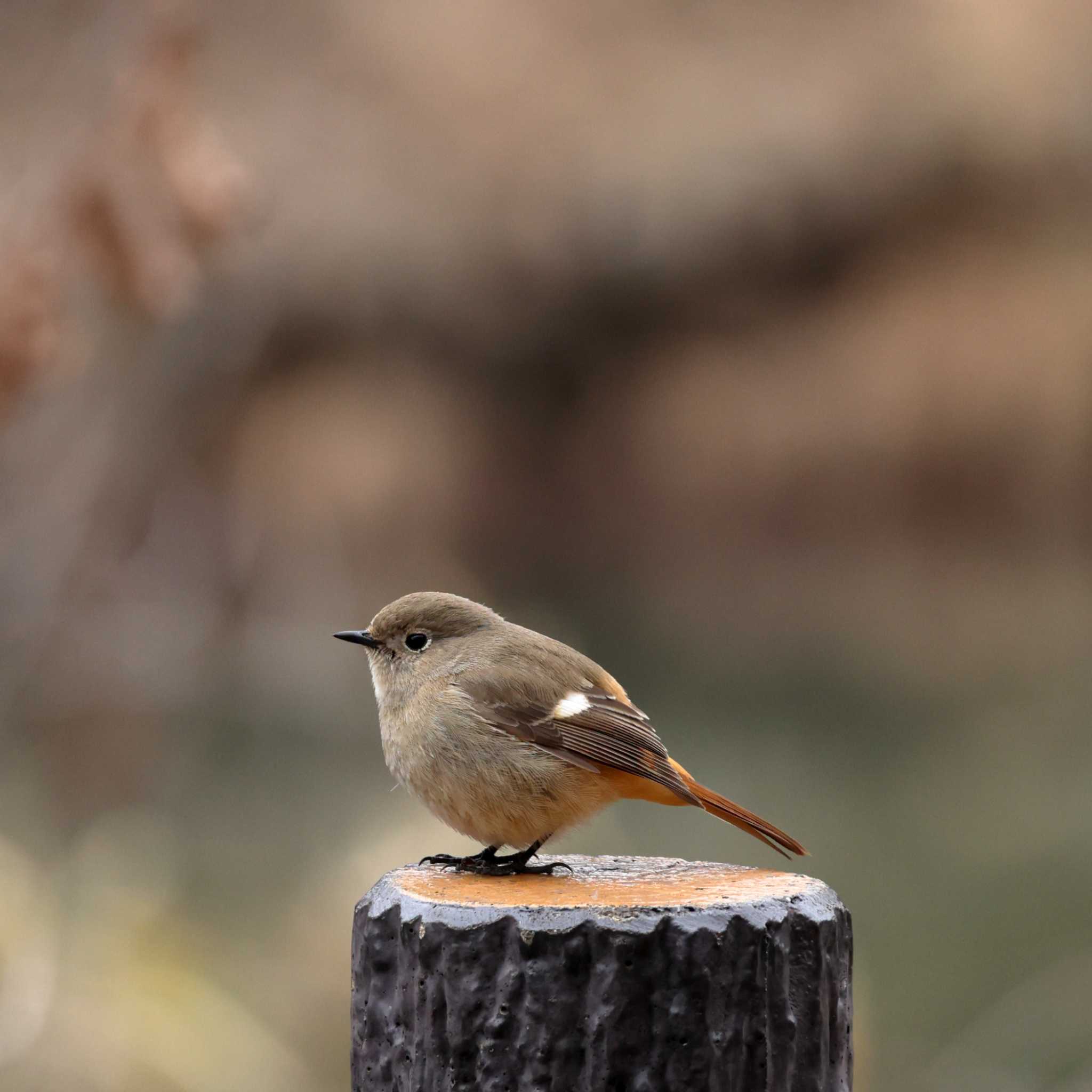 町田市 ジョウビタキの写真 by Picard T