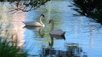 Mute Swan Akashi Park Thu, 10/17/2013