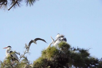 Tue, 3/15/2022 Birding report at 夙川河川敷緑地(夙川公園)