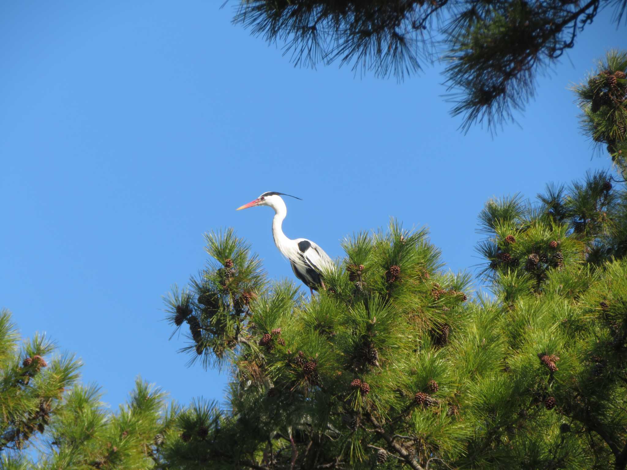 2022年3月14日(月) 夙川河川敷緑地(夙川公園)の野鳥観察記録 by 2022年3月14日(月) 夙川河川敷緑地(夙川公園)の野鳥観察記録 by
