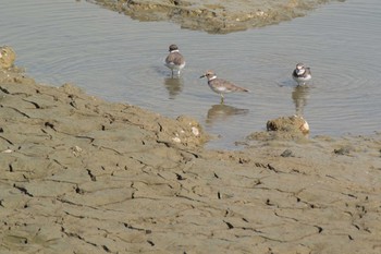 コチドリ 兵庫県明石市 2012年10月10日(水)