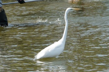 Great Egret 水前寺公園(熊本) Fri, 3/11/2022