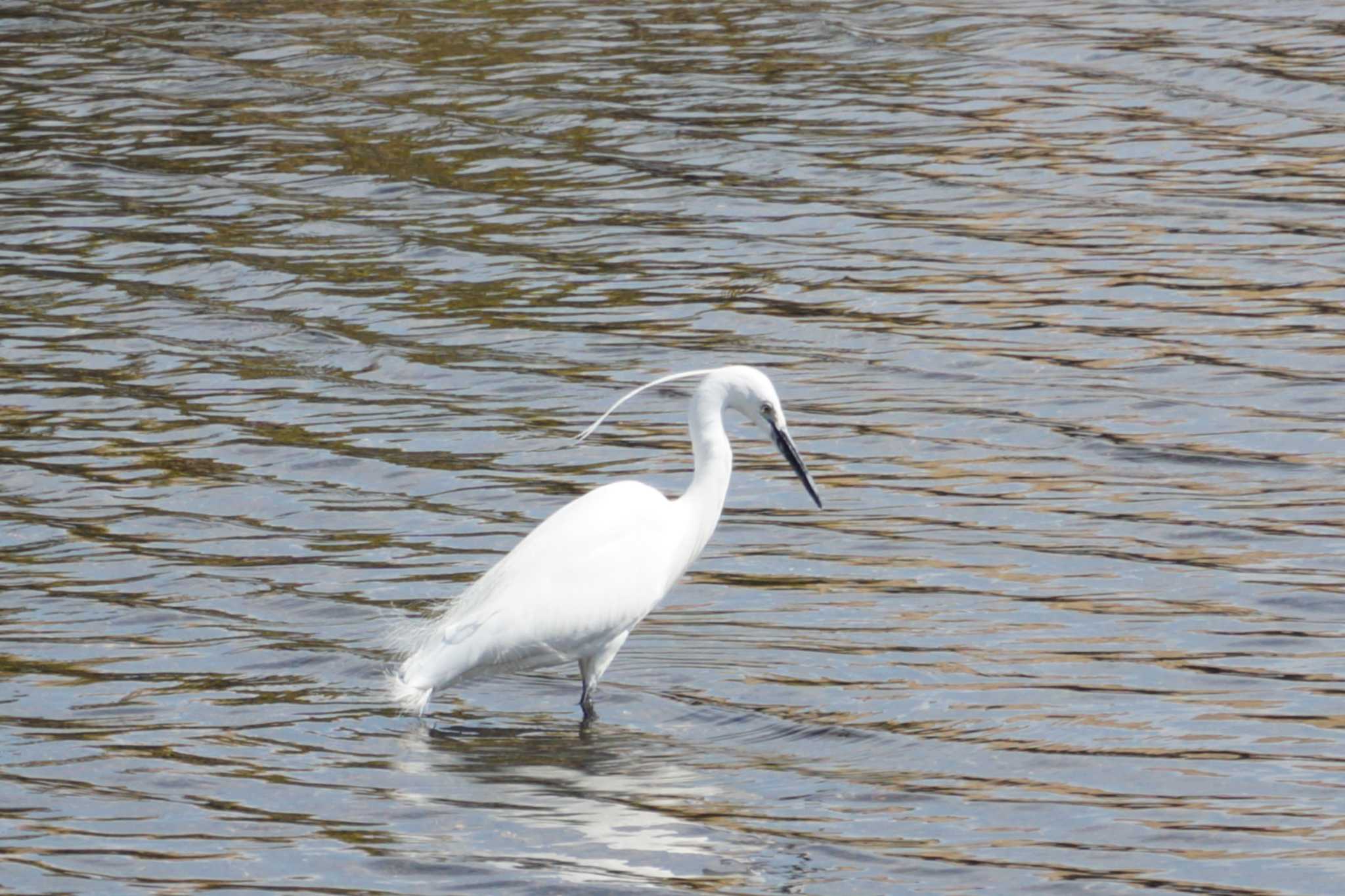 Little Egret