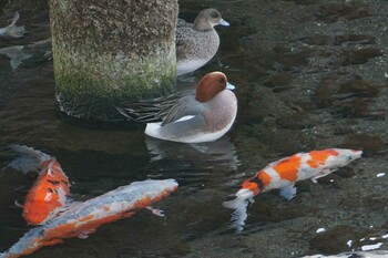 Fri, 3/11/2022 Birding report at 水前寺公園(熊本)