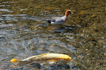 Eurasian Wigeon 水前寺公園(熊本) Fri, 3/11/2022