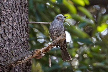 Brown-eared Bulbul Hikarigaoka Park Sun, 3/13/2022