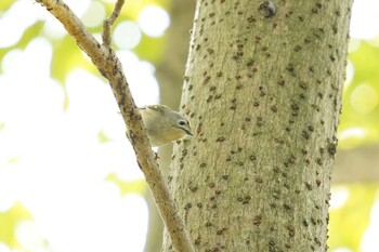 Tue, 3/15/2022 Birding report at Matsue Castle