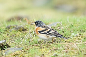 Brambling Matsue Castle Tue, 3/15/2022