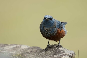 Blue Rock Thrush Matsue Castle Tue, 3/15/2022