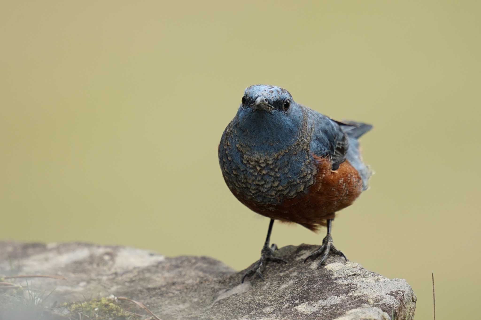 Photo of Blue Rock Thrush at Matsue Castle by すめし