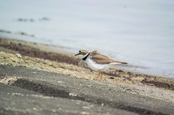 コチドリ 兵庫県明石市 2016年4月12日(火)