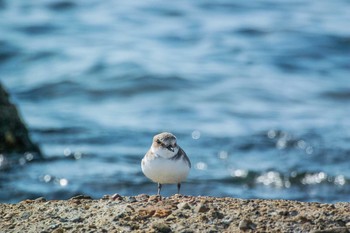 Kentish Plover 兵庫県明石市 Sat, 10/31/2015