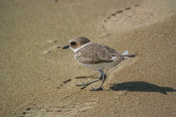 Kentish Plover 兵庫県明石市 Sat, 10/31/2015