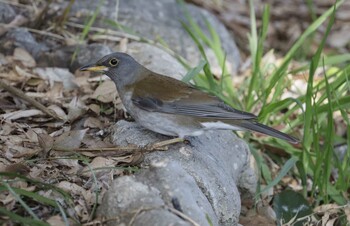 Pale Thrush 和歌山城 Tue, 3/15/2022