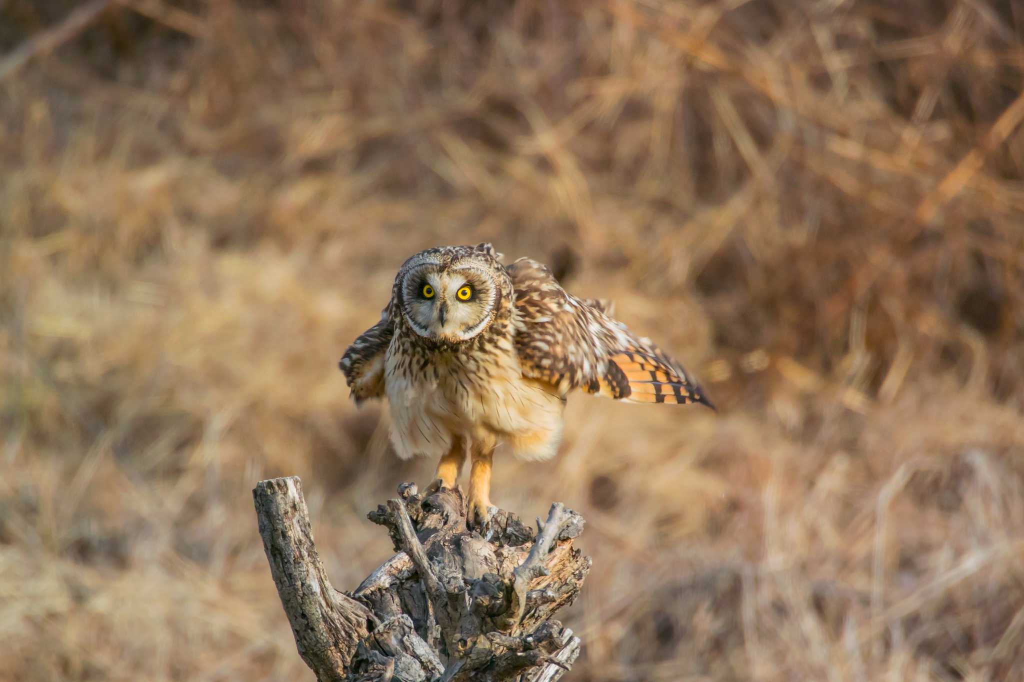 大阪府三島郡島本町 コミミズクの写真 by ときのたまお