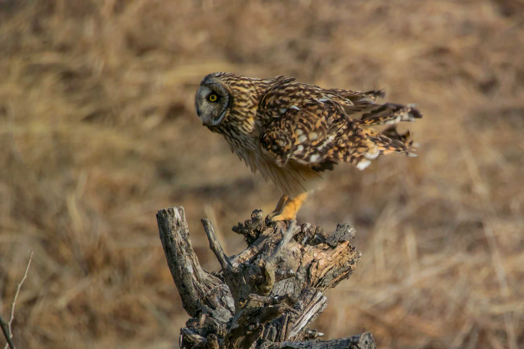 大阪府三島郡島本町 コミミズクの写真 by ときのたまお