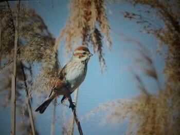 Common Reed Bunting 平城宮跡 Wed, 3/16/2022