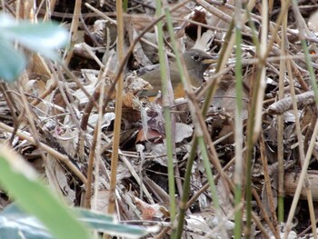 2022年3月16日(水) 井の頭公園の野鳥観察記録