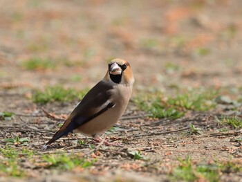 シメ 秋ヶ瀬公園 2022年3月16日(水)