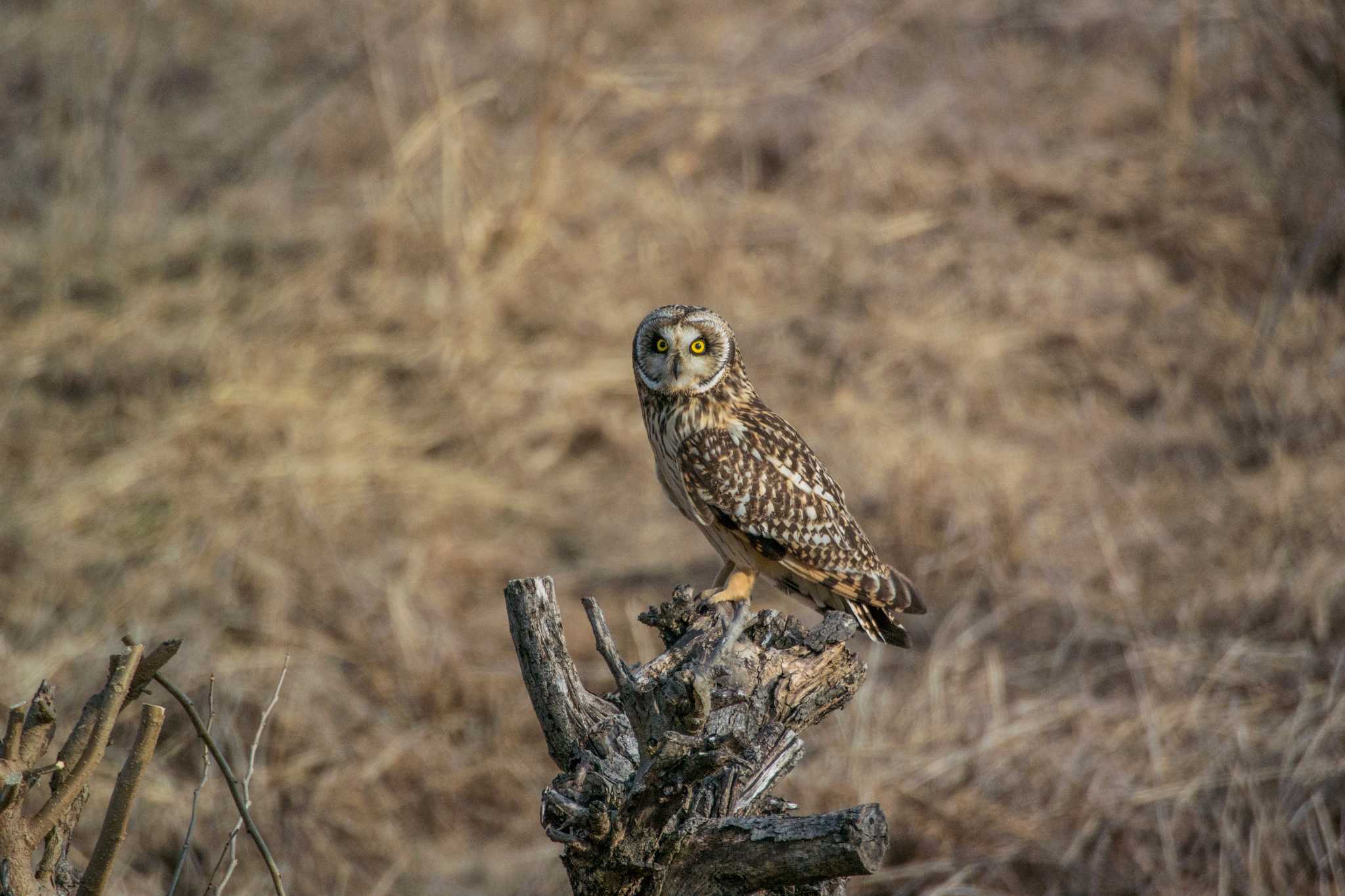 大阪府三島郡島本町 コミミズクの写真 by ときのたまお