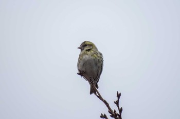 Eurasian Siskin Akashi Park Thu, 2/21/2013