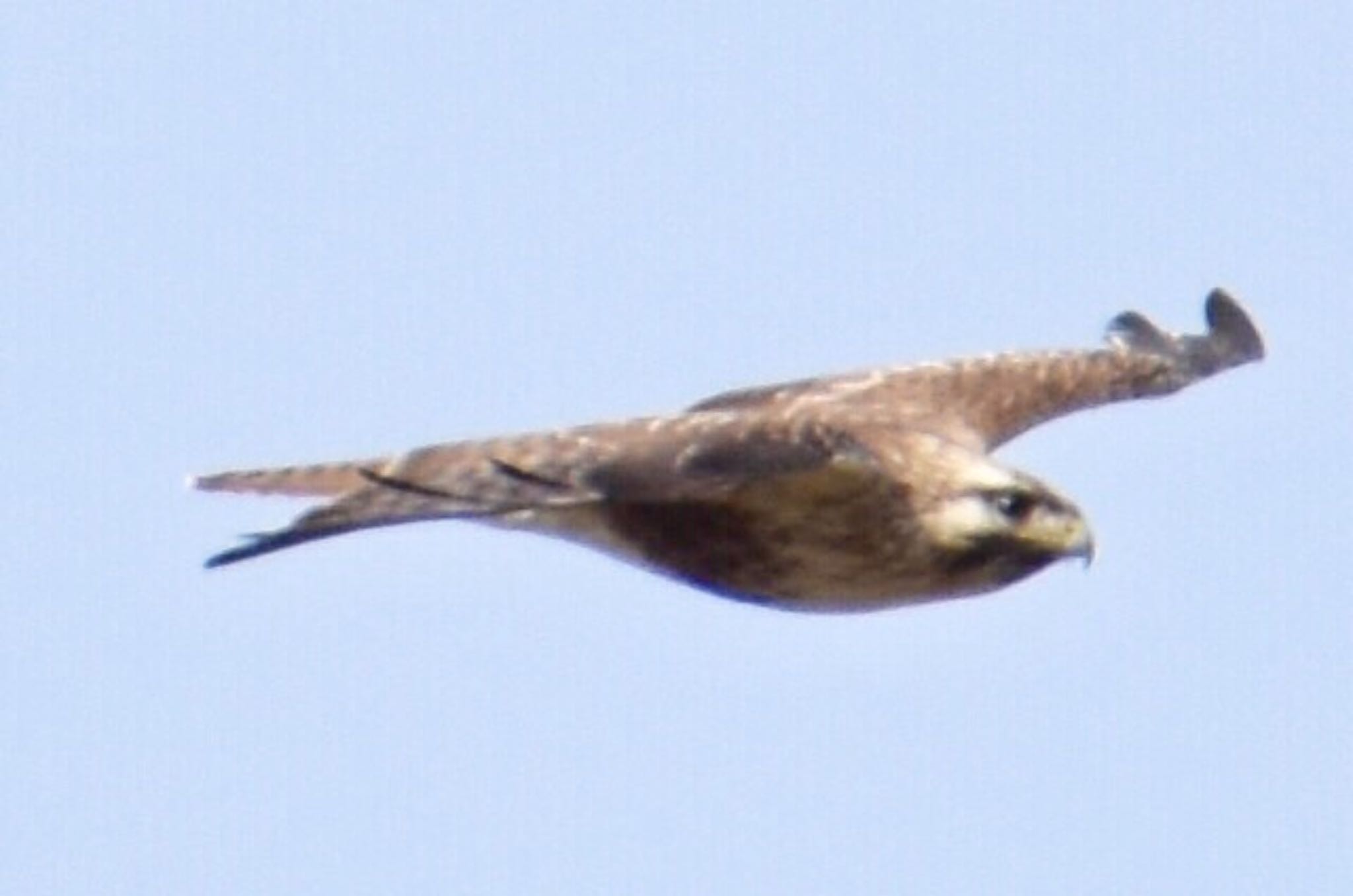 Photo of Eastern Buzzard at 熊谷市 by 遼太