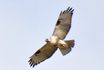 Eastern Buzzard 熊谷市 Wed, 3/16/2022