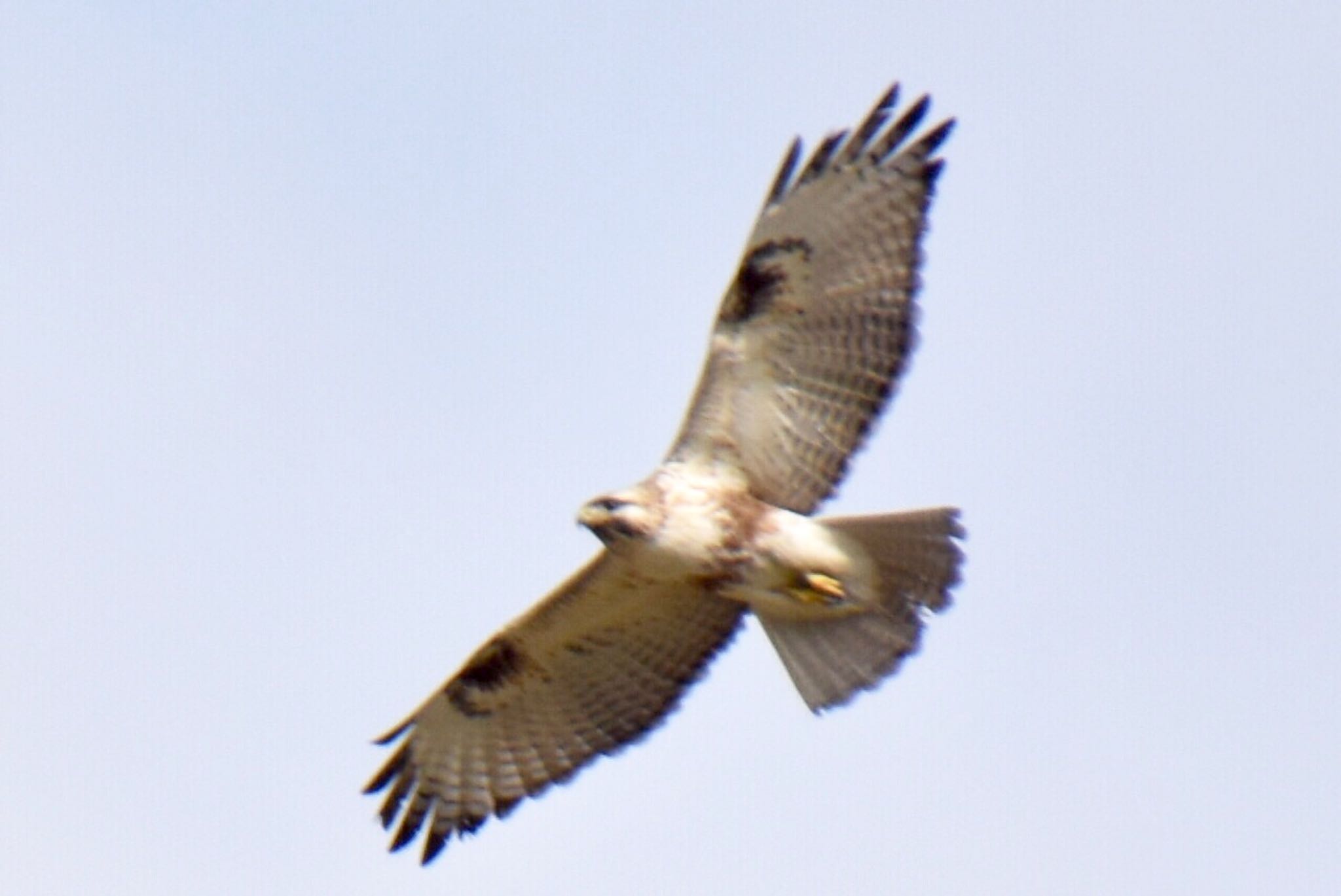 Photo of Eastern Buzzard at 熊谷市 by 遼太