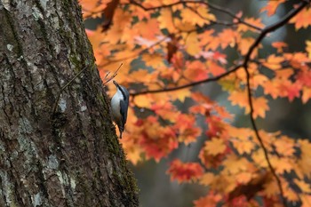 ゴジュウカラ 長野県 2017年10月21日(土)