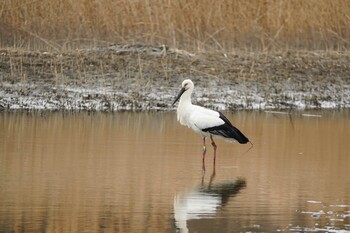 コウノトリ 葛西臨海公園 2022年3月16日(水)