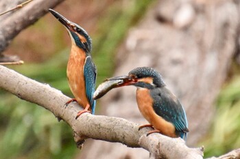 Common Kingfisher 練馬区 Wed, 3/16/2022