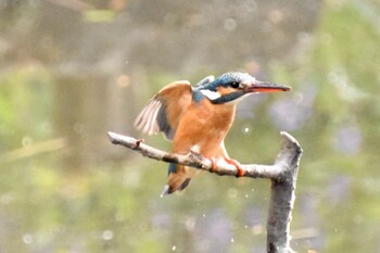 Common Kingfisher 練馬区 Wed, 3/16/2022