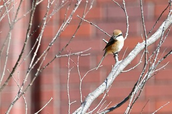 Bull-headed Shrike 甲府市 Sat, 2/26/2022