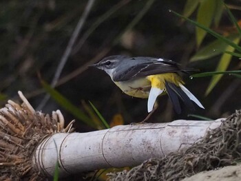 Grey Wagtail 多摩川(谷地川合流付近) Wed, 3/16/2022