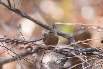 ミソサザイ 薬師池公園 2022年3月12日(土)