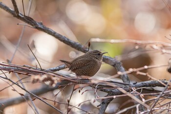 2022年3月12日(土) 薬師池公園の野鳥観察記録