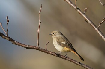 Daurian Redstart 斐伊川河口 Wed, 3/16/2022