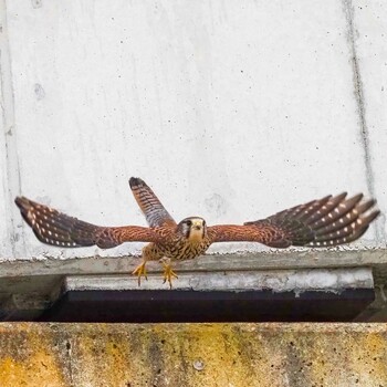 Common Kestrel Unknown Spots Wed, 3/16/2022